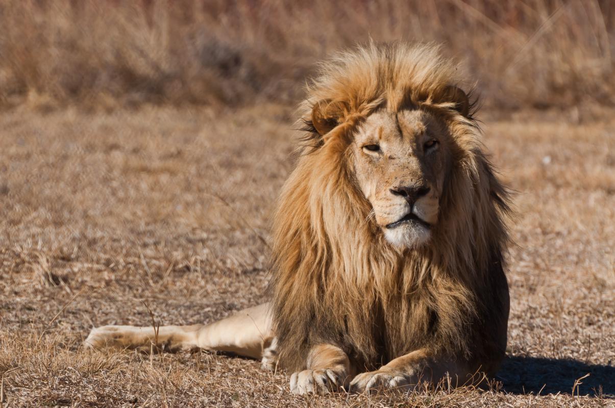 safaris em áfrica
