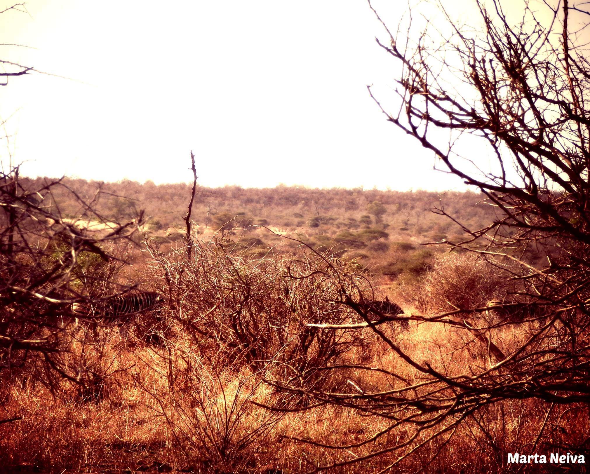 Savana Africa