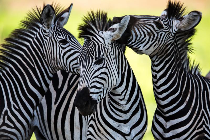 safaris em áfrica