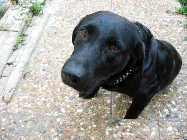 Blackie