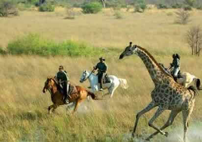 expedições organizadas - safaris