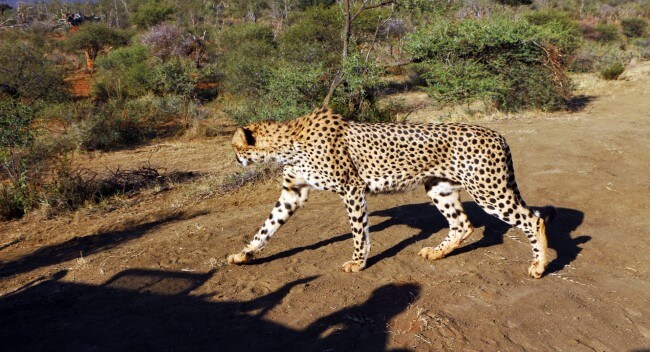 melhor-epoca-para-fazer-safari-africa-do-sul-05-650x352